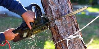 Best Tree Disease Treatment  in Glendale, WI