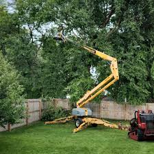 How Our Tree Care Process Works  in  Glendale, WI