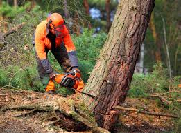 Best Lawn Pest Prevention  in Glendale, WI