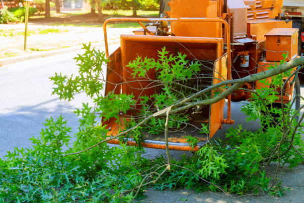 Best Lawn Maintenance Plans  in Glendale, WI