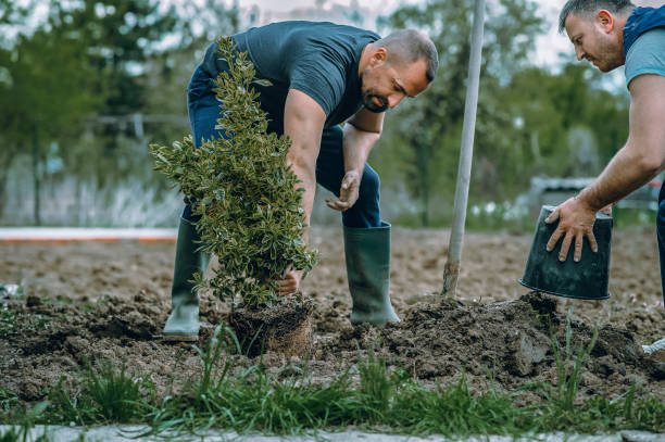 Best Lawn Disease Treatment  in Glendale, WI