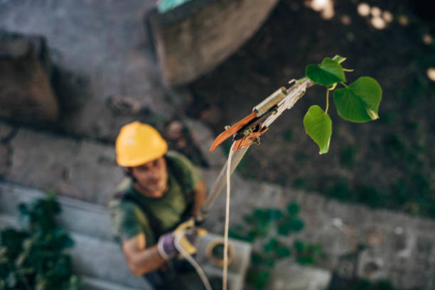 Best Tree Health Inspection  in Glendale, WI