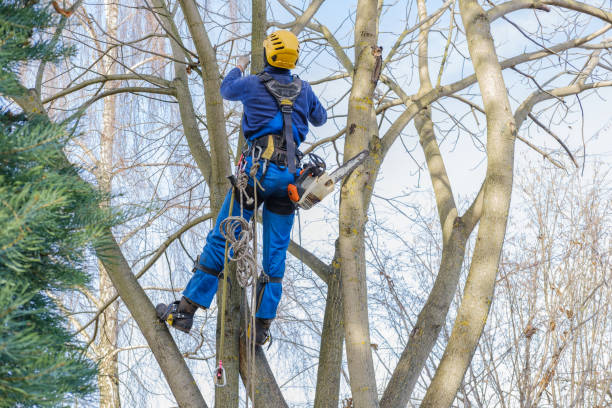 Best Tree Trimming and Pruning  in Glendale, WI