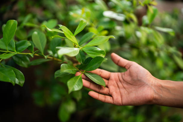 Trusted Glendale, WI Tree Services Experts