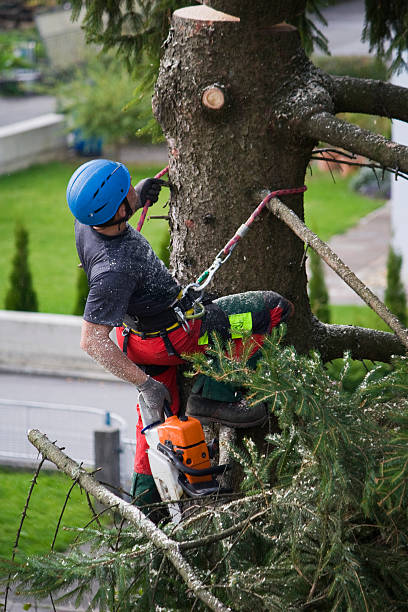 Best Lawn Irrigation Installation and Maintenance  in Glendale, WI