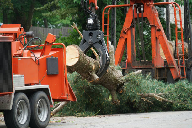 Best Lawn Renovation and Restoration  in Glendale, WI