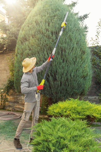 Best Fruit Tree Pruning  in Glendale, WI