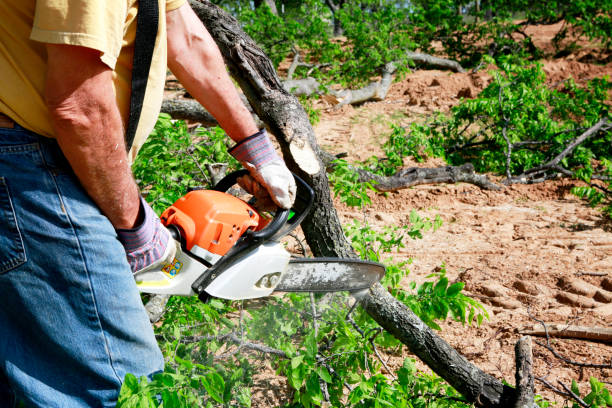 Best Root Management and Removal  in Glendale, WI